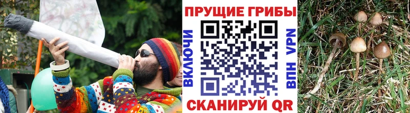 kraken сайт  Облучье  Псилоцибиновые грибы Magic Shrooms 